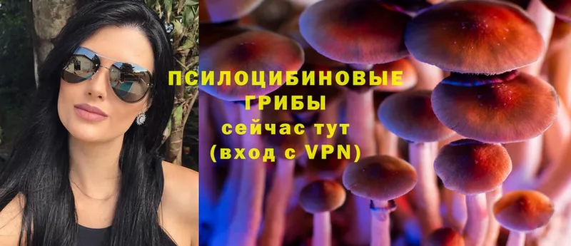 как найти закладки  Крымск  Псилоцибиновые грибы Psilocybine cubensis 